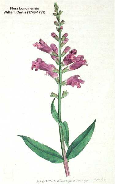 Physostegia virginiana subsp. virginiana image