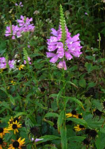 Physostegia virginiana subsp. virginiana image