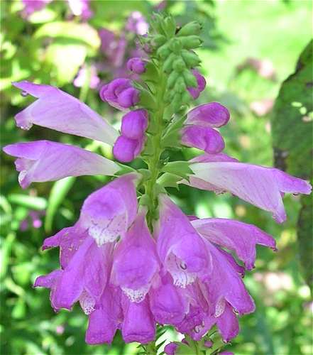 Physostegia virginiana subsp. virginiana image