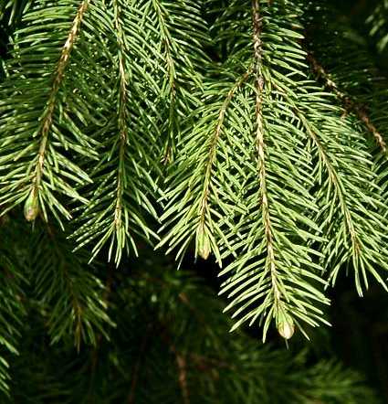 Picea glauca image