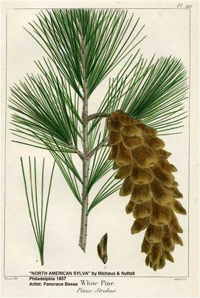 Pinus strobus image