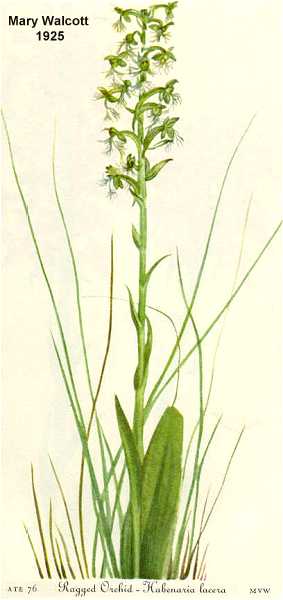 Platanthera lacera image
