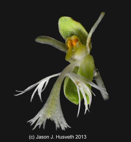 Platanthera lacera image