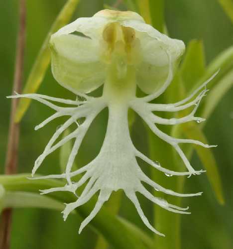 Platanthera leucophaea image