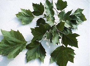 Platanus occidentalis image