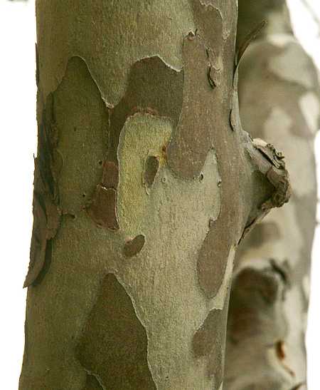 Platanus occidentalis image