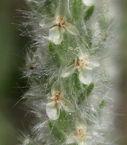 Plantago patagonica image