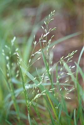 Poa image