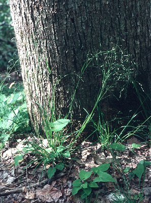 Poa alsodes image