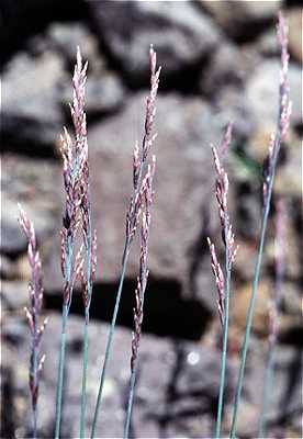 Poa glauca image
