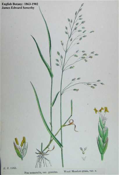 Poa nemoralis image