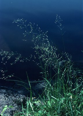 Poa palustris image