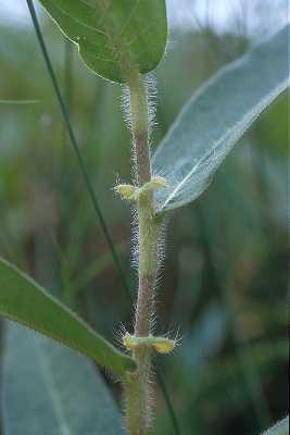 Persicaria amphibia image