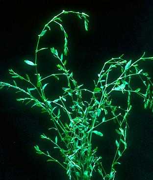 Polygonum aviculare image