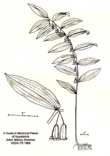 Polygonatum biflorum image