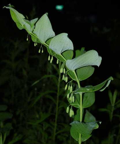 Polygonatum biflorum image