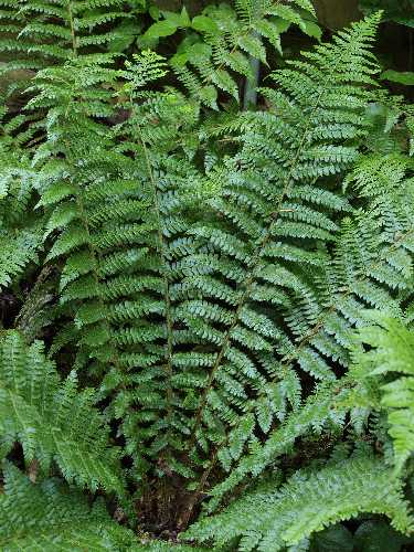 Polystichum braunii image