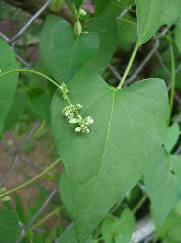 Fallopia convolvulus image