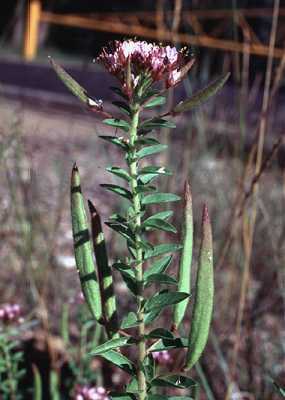 Polanisia dodecandra image