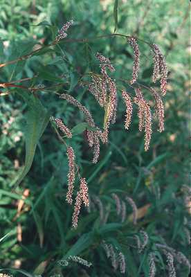 Persicaria lapathifolia image