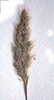 Polypogon monspeliensis image