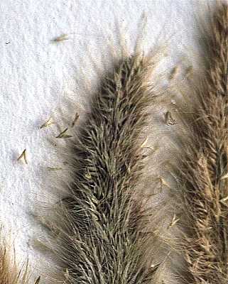 Polypogon monspeliensis image
