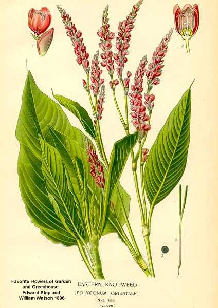 Persicaria orientalis image