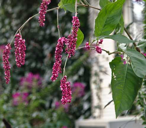 Persicaria orientalis image