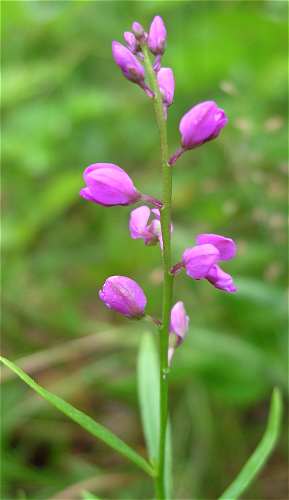 Polygala polygama image