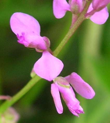 Polygalaceae image