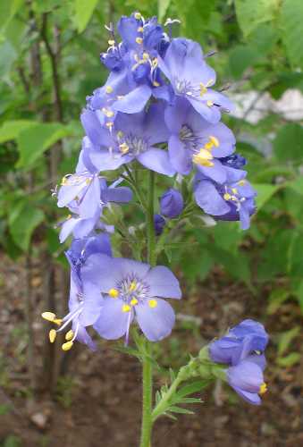 Polemonium reptans var. reptans image