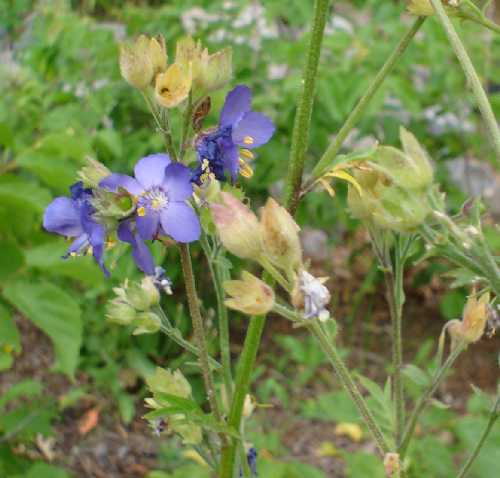 Polemonium reptans var. reptans image