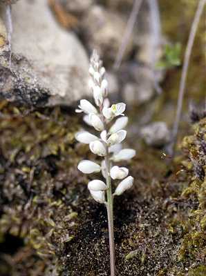 Polygalaceae image