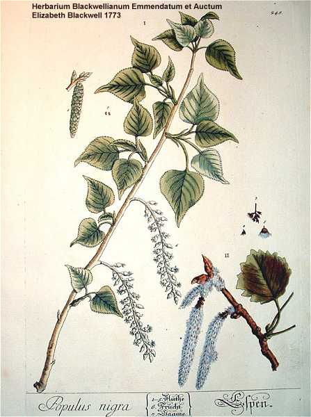 Populus nigra image