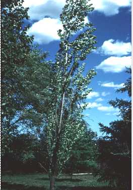 Populus nigra image