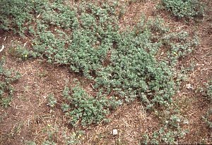 Potentilla argentea image
