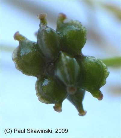 Potamogeton foliosus subsp. foliosus image