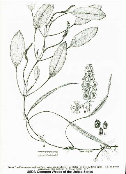 Potamogeton nodosus image