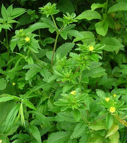 Potentilla norvegica image