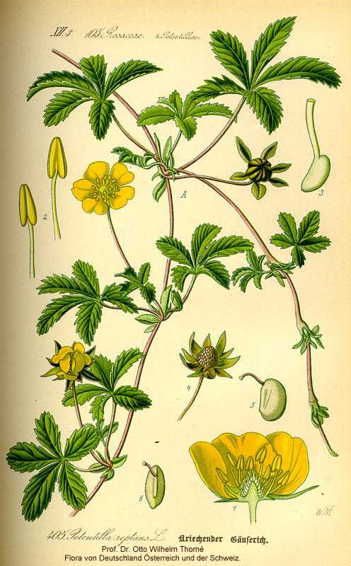 Potentilla reptans image