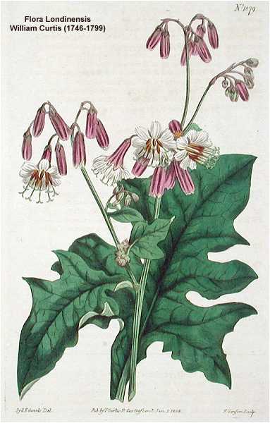 Prenanthes alba image
