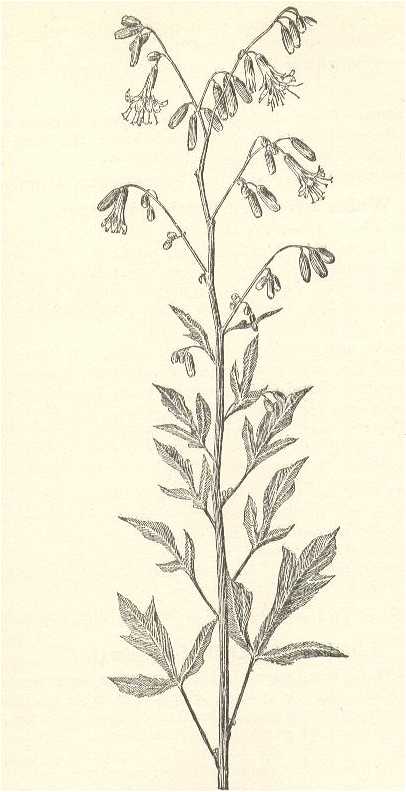 Prenanthes alba image