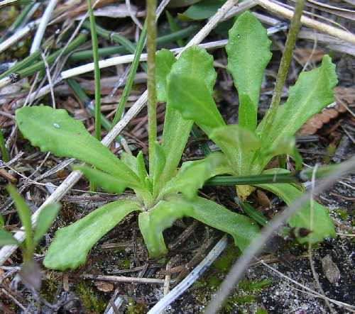 Primula mistassinica image