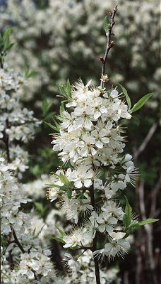 Prunus americana image