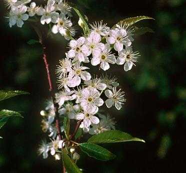 Prunus pensylvanica image