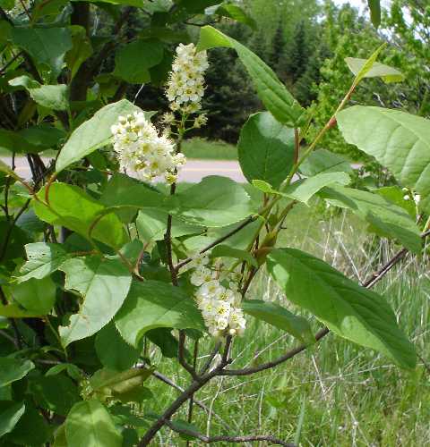 Prunus serotina image