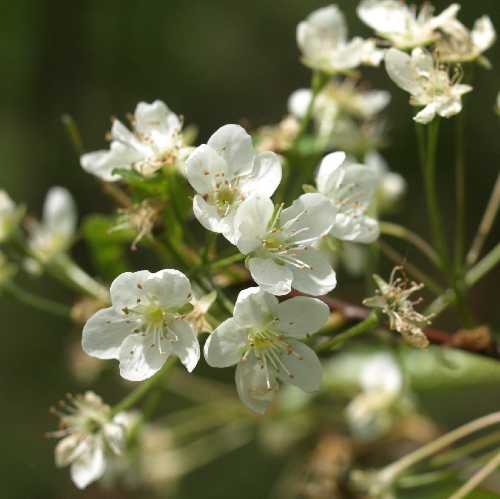 Prunus virginiana var. virginiana image