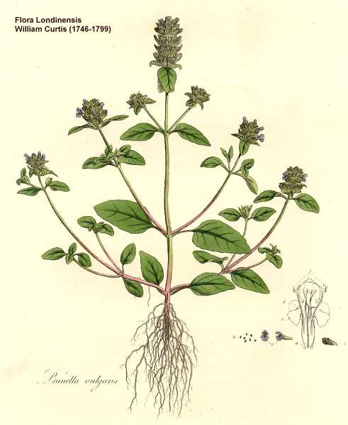 Prunella vulgaris image