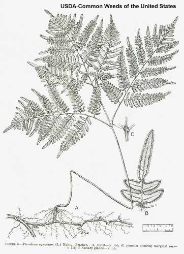 Pteridium aquilinum var. latiusculum image