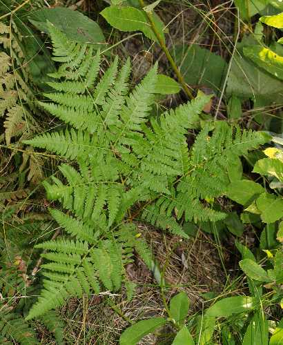 Pteridium aquilinum var. latiusculum image